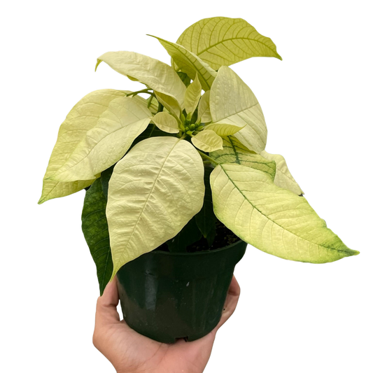 Poinsettia 'White' potted plant