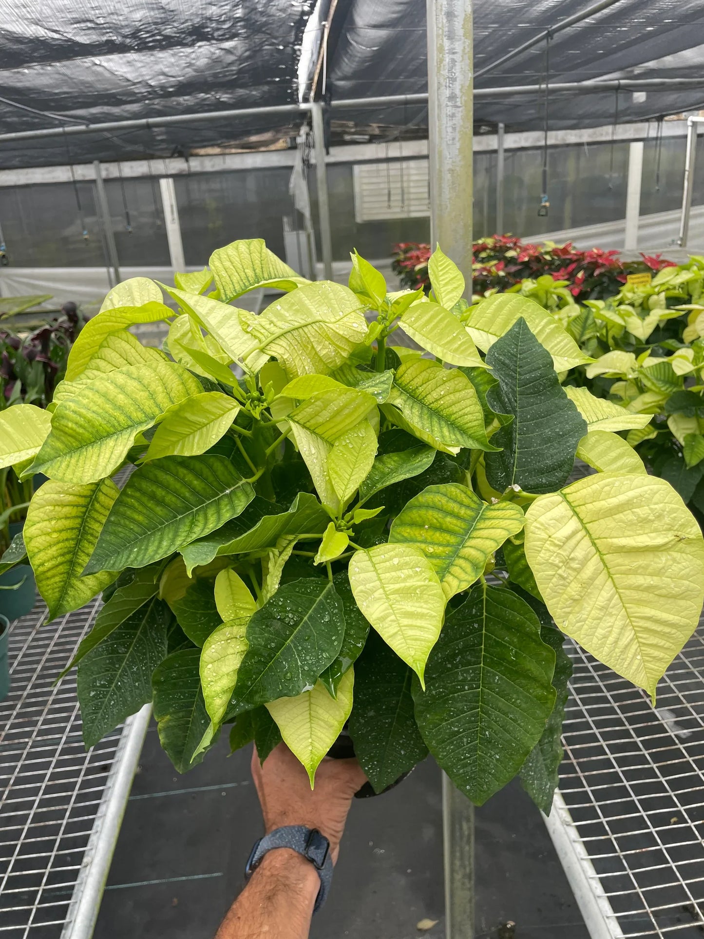 Poinsettia 'White' potted plant