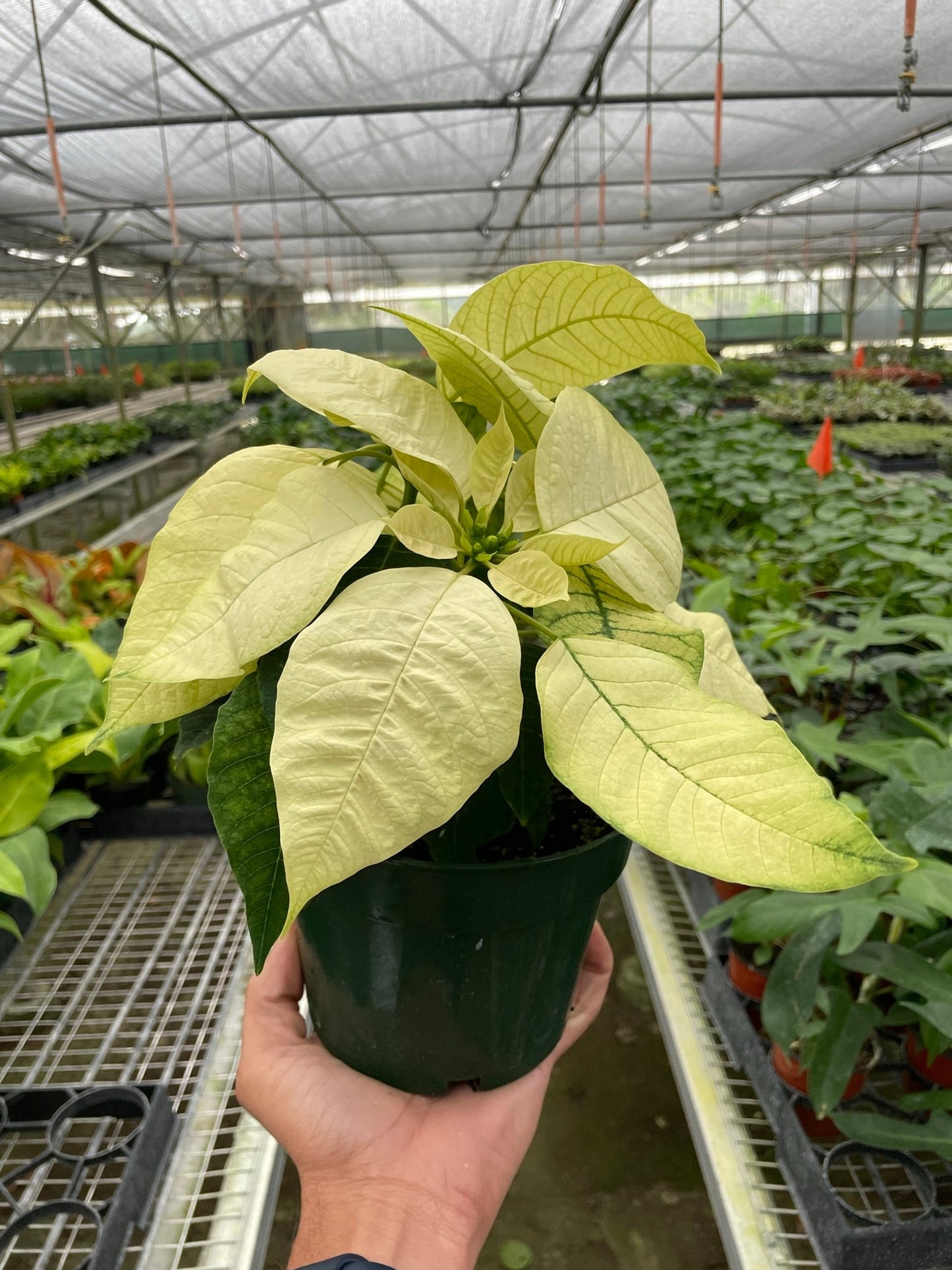 Poinsettia 'White' potted plant