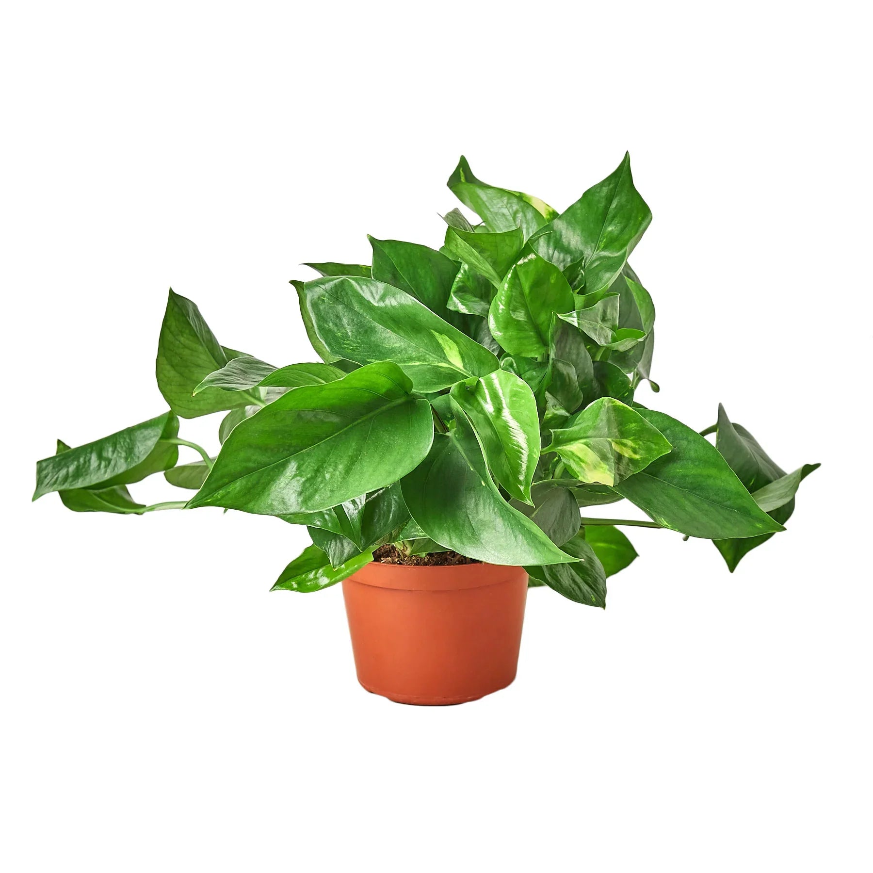 Pothos 'Golden' potted plant