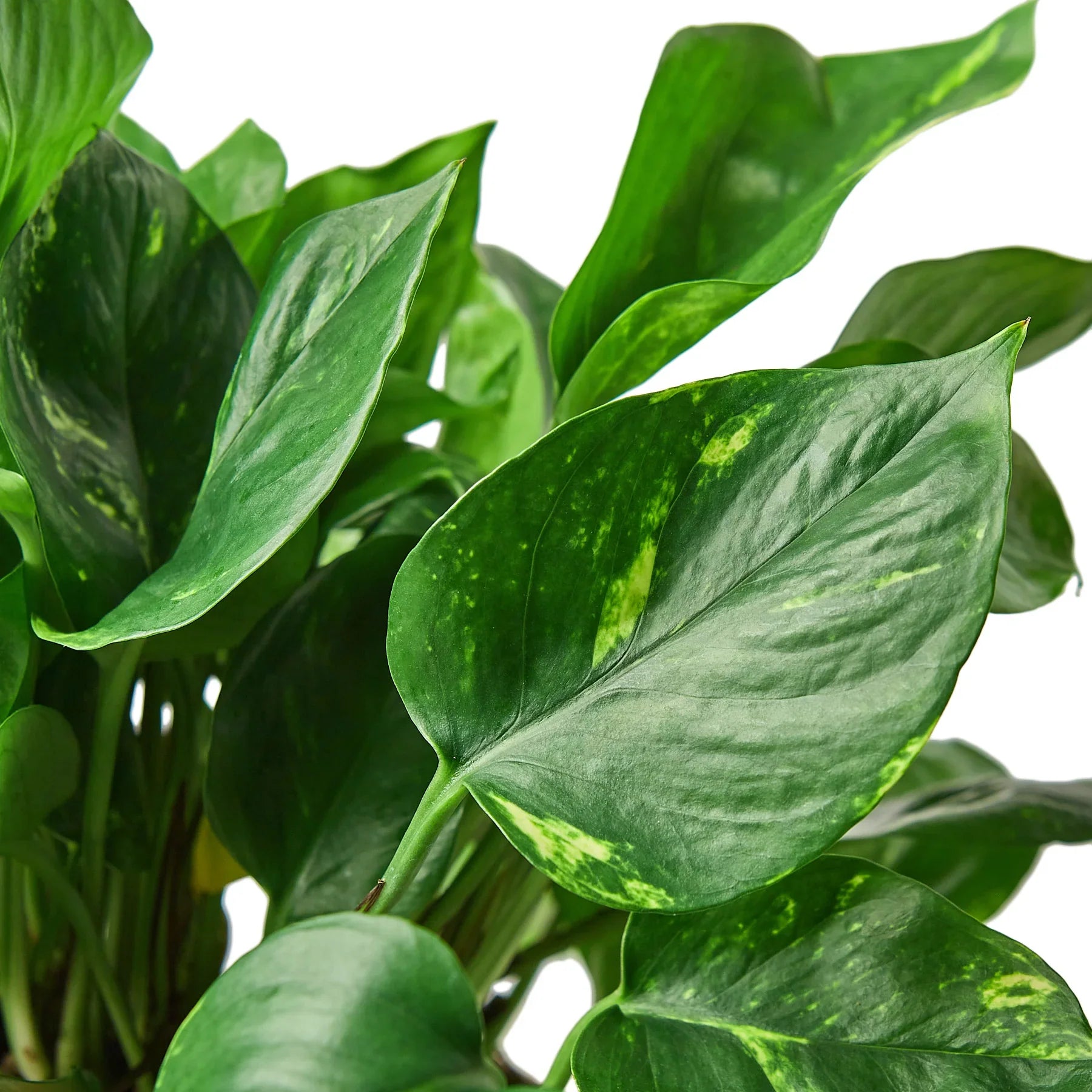 Pothos 'Golden' potted plant