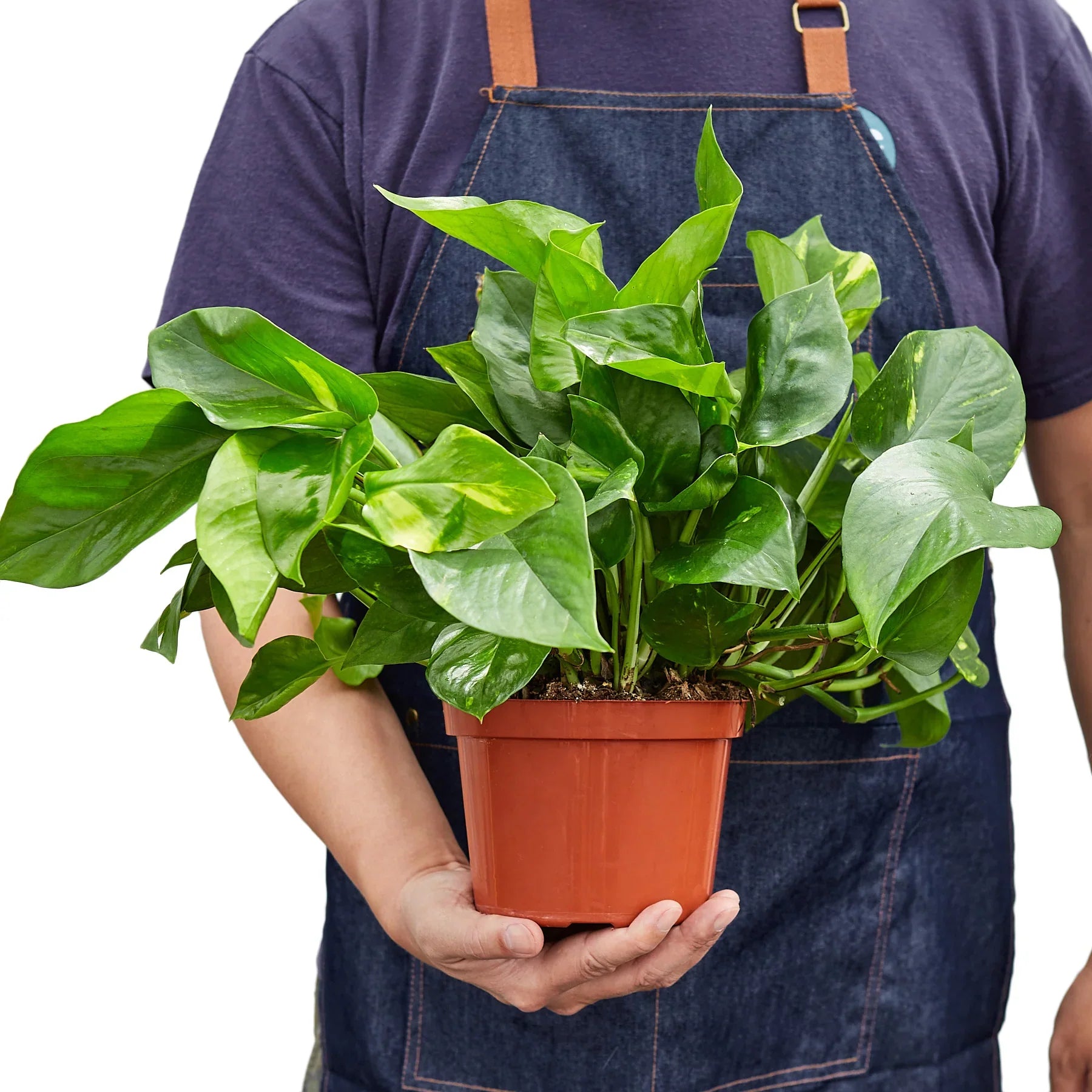 Pothos 'Golden' potted plant