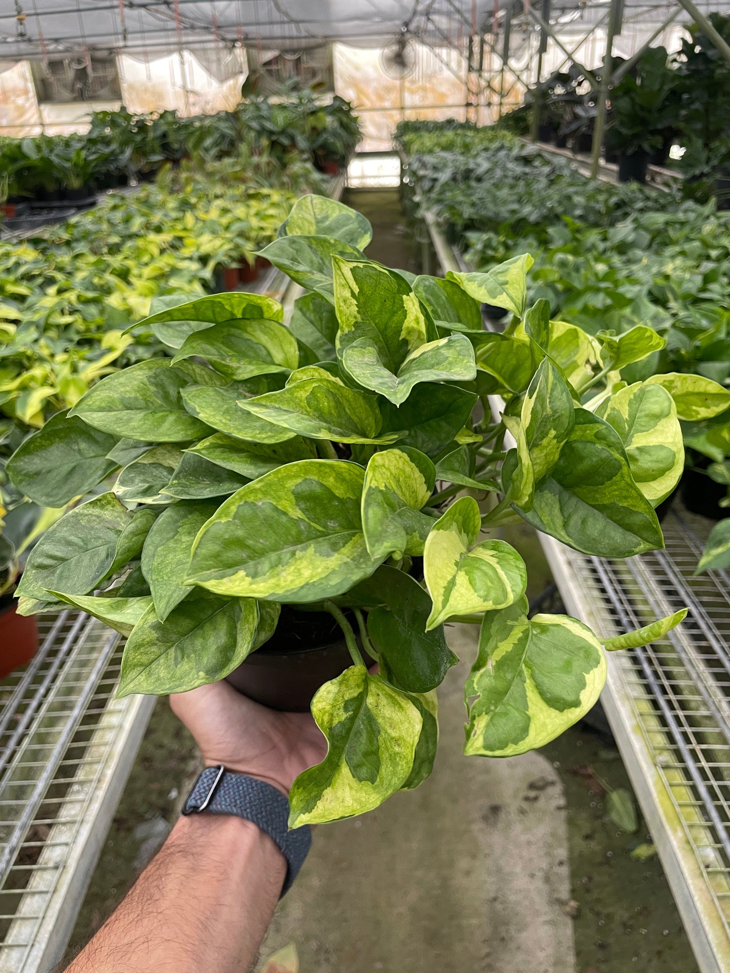 Pothos 'Lemon Meringue' potted plant