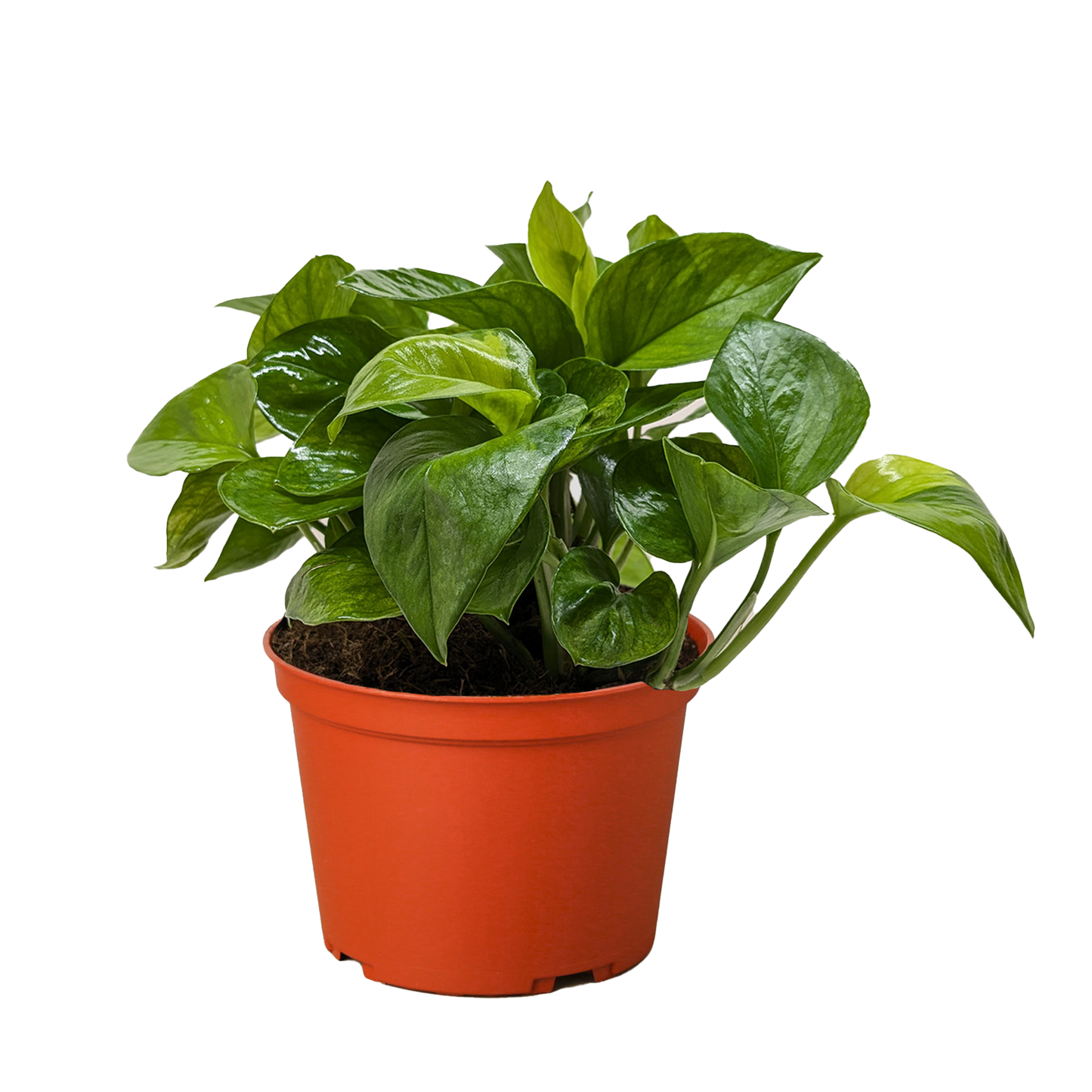 Pothos 'Lemon Top' potted plant