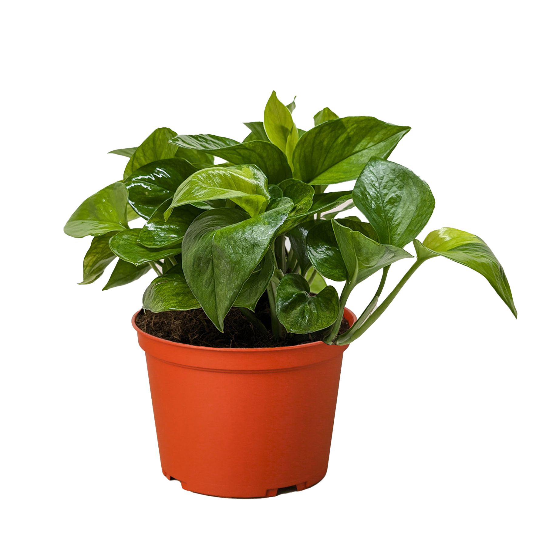 Pothos 'Lemon Top' potted plant