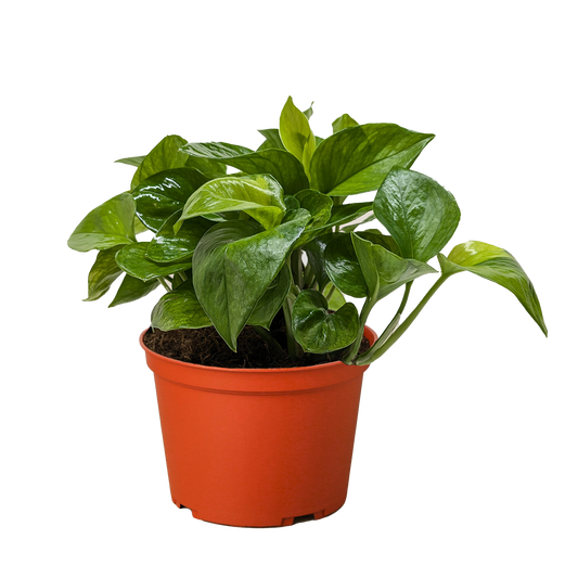 Pothos 'Lemon Top' potted plant