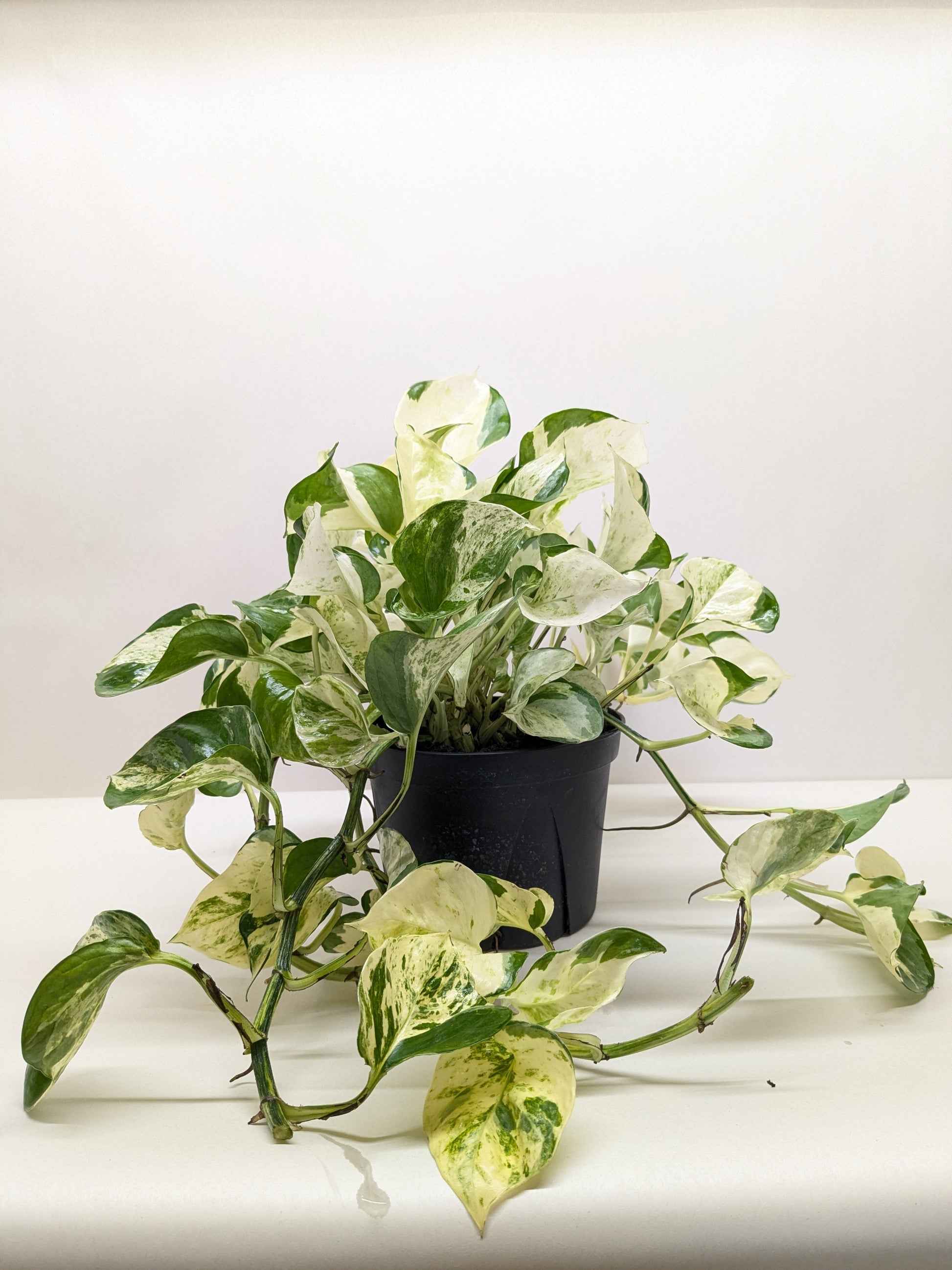 Pothos Manjula potted plant