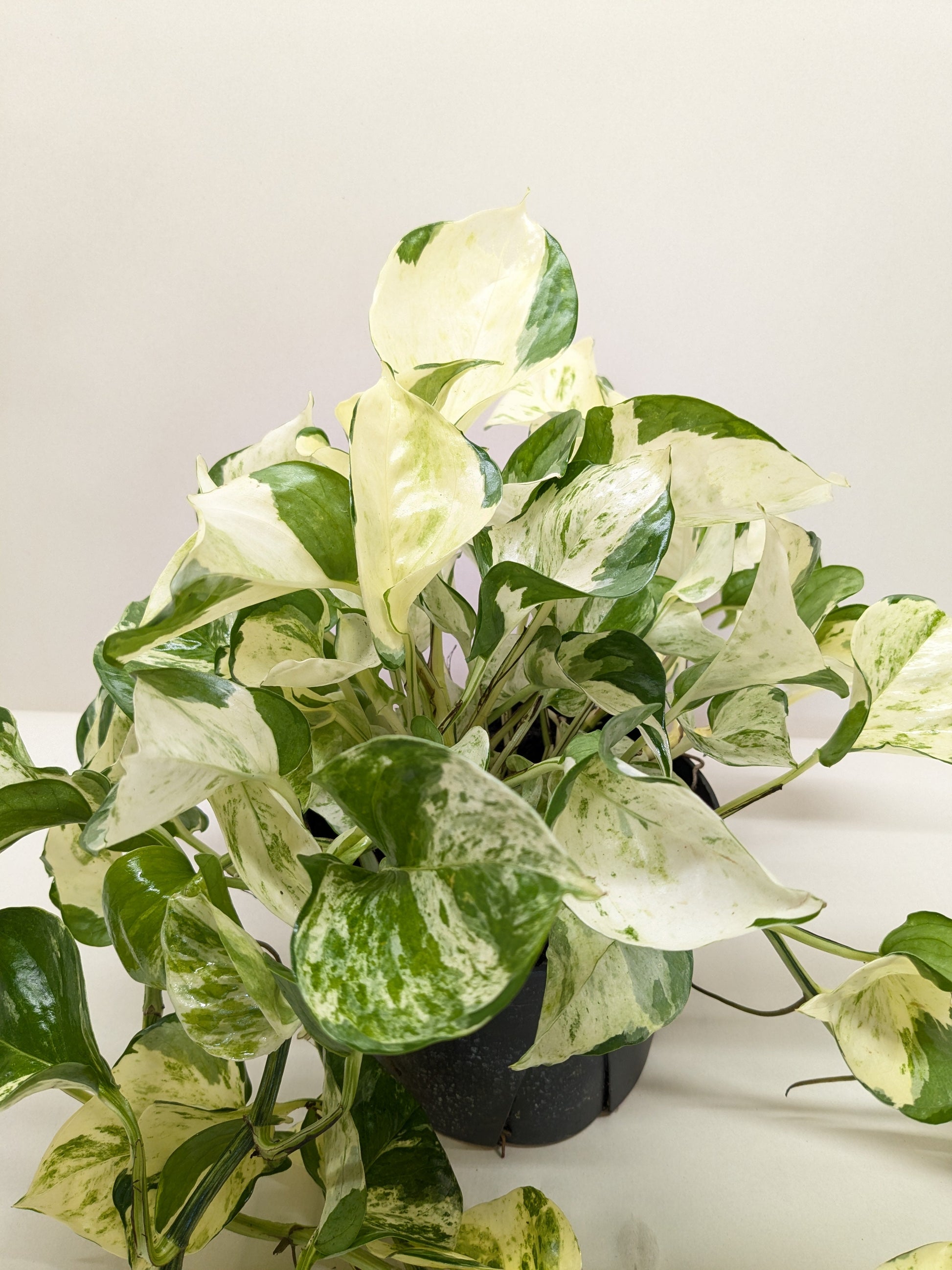 Pothos Manjula potted plant