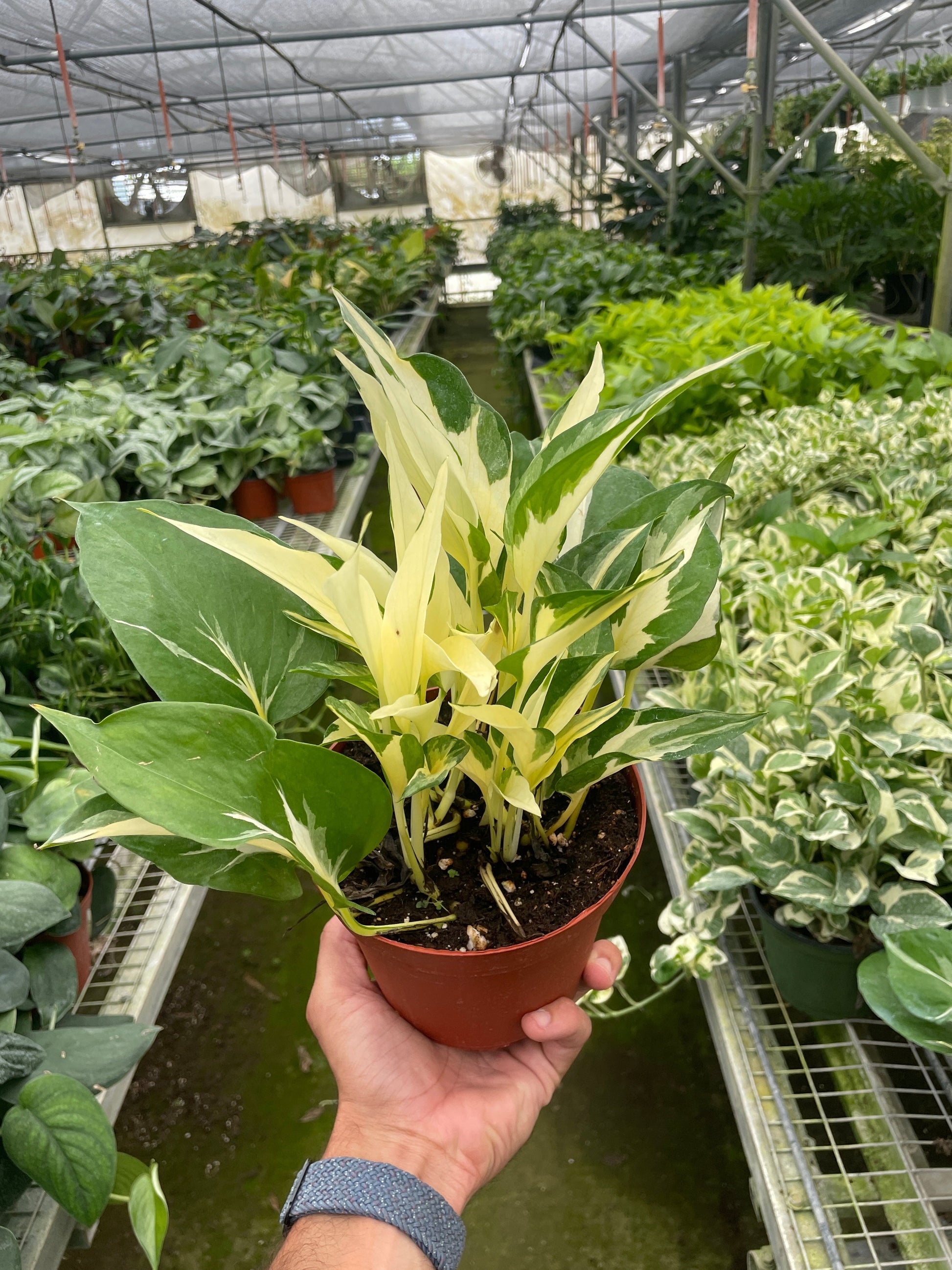 Pothos 'Mutant Manjula' potted plant
