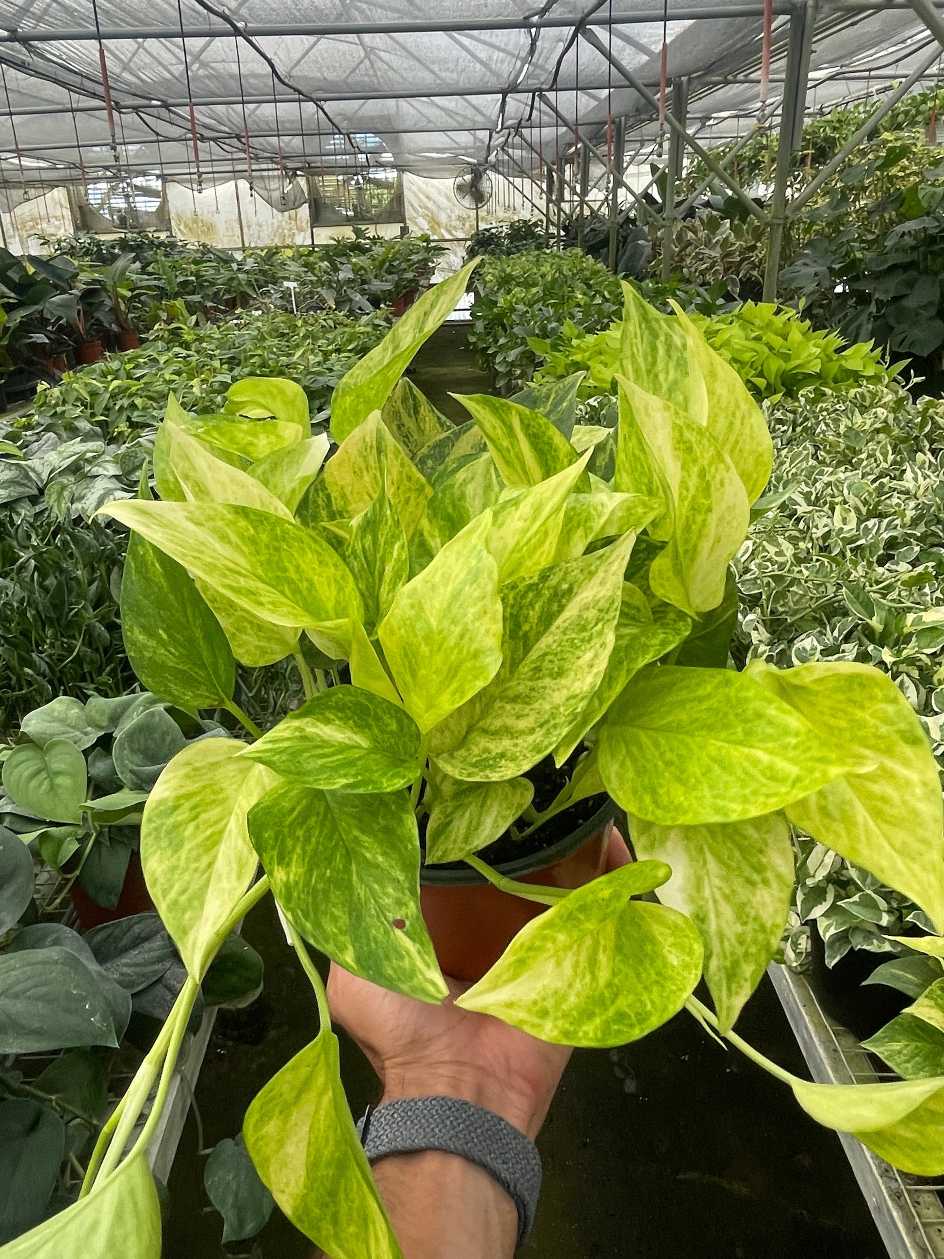 Pothos 'Neon Queen' potted plant