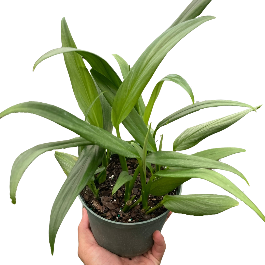 Pothos 'Silver Streak' potted plant