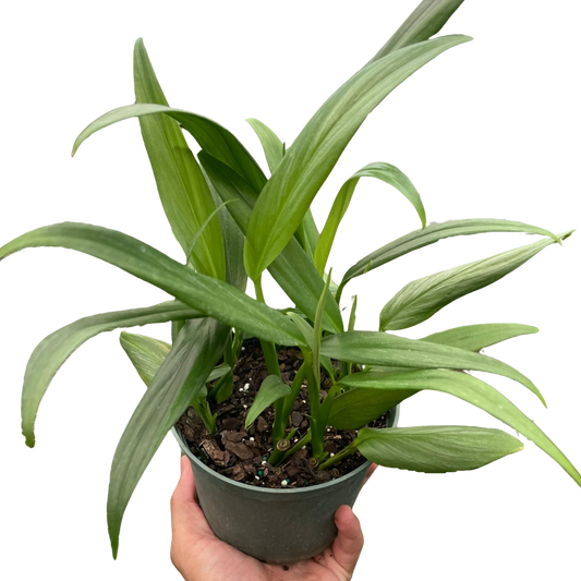 Pothos 'Silver Streak' potted plant