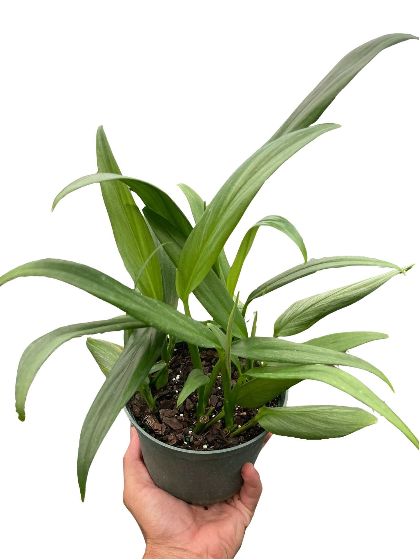 Pothos 'Silver Streak' potted plant