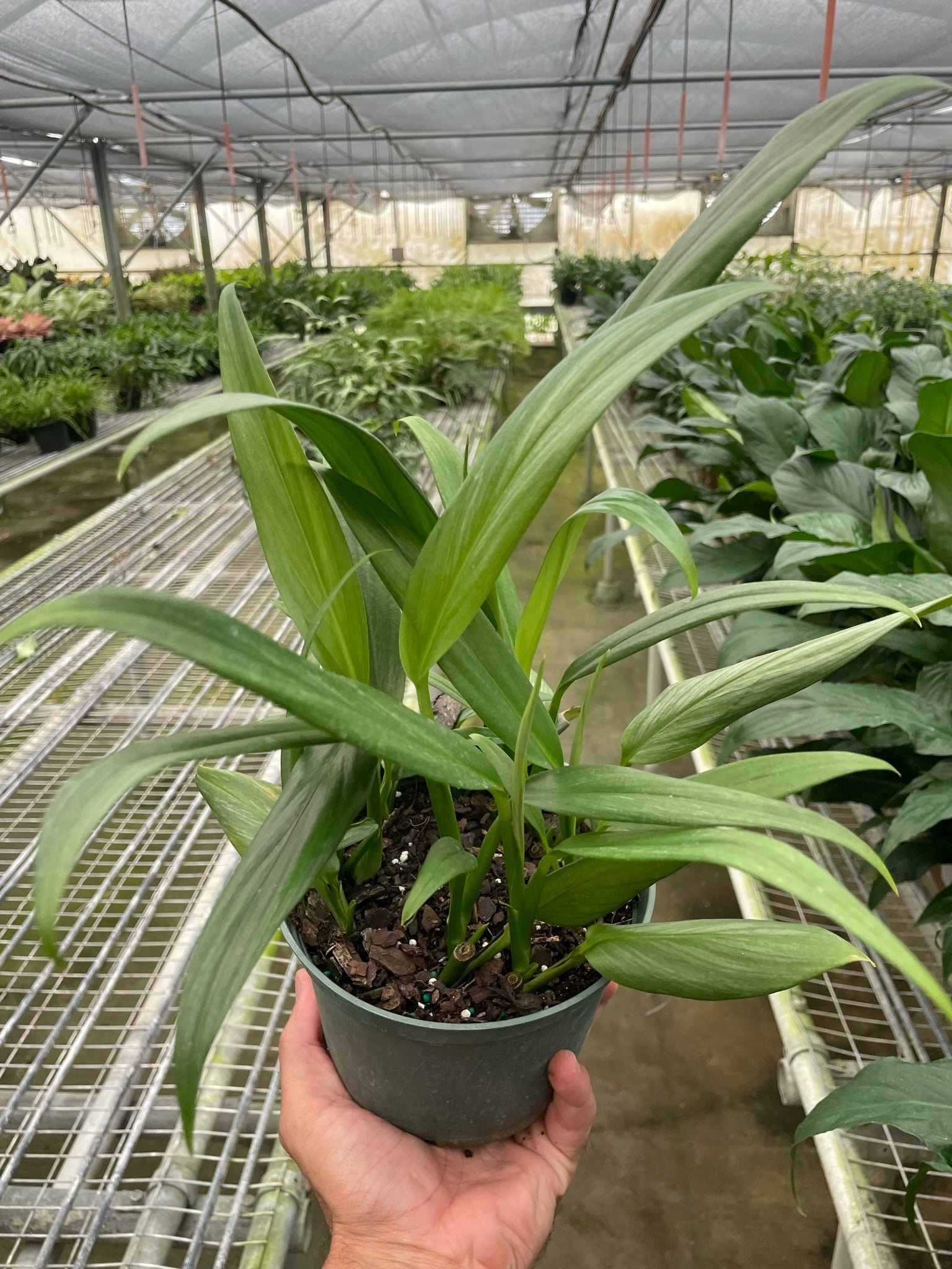Pothos 'Silver Streak' potted plant