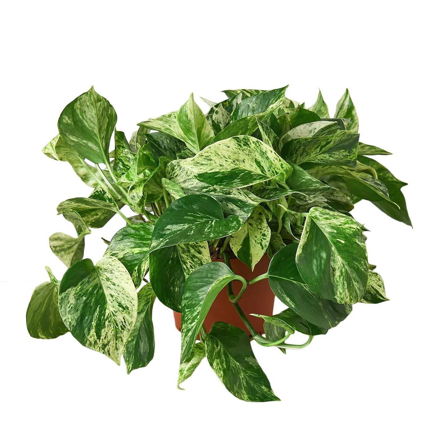 Pothos 'Marble Queen' potted plant