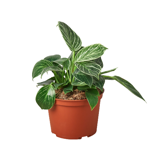 Philodendron 'Birkin' 6" potted plant