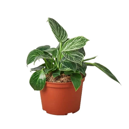 Philodendron 'Birkin' potted plant