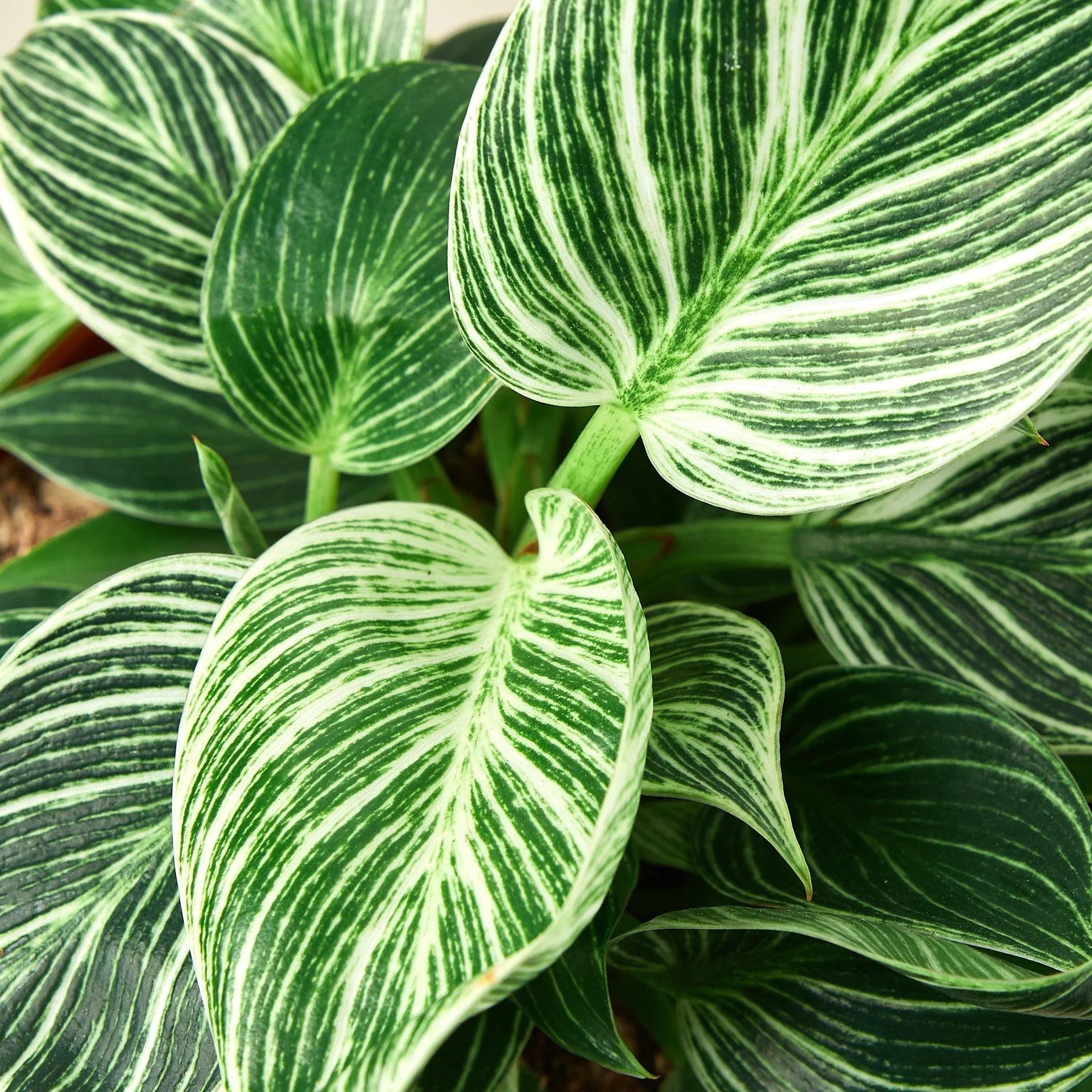 Philodendron 'Birkin' potted plant