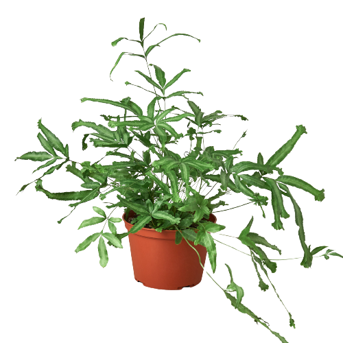 Pteris Cretica 'Mayi' Fern 6" potted plant