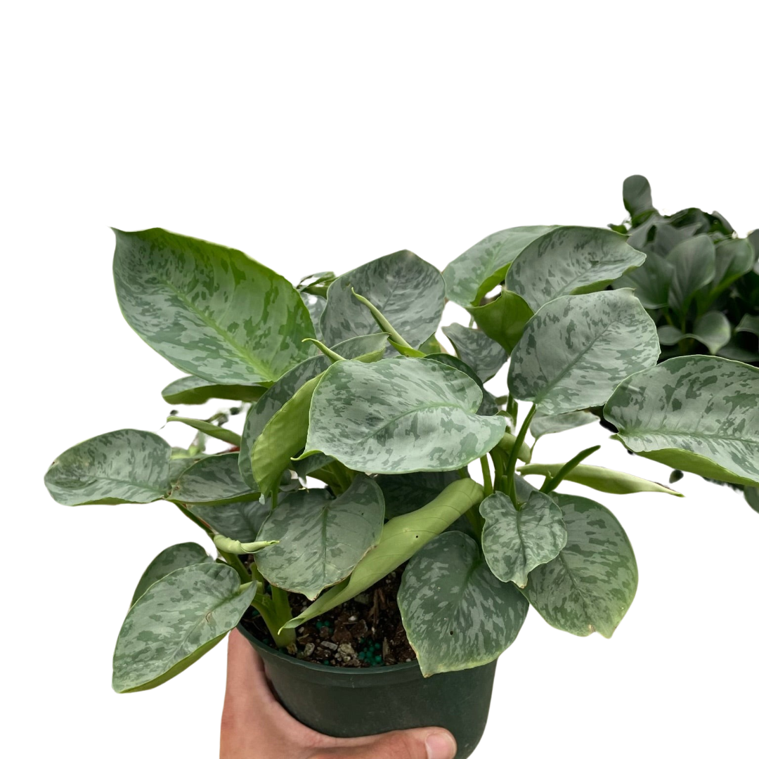 Schismatoglottis 'Sarawak' potted plant