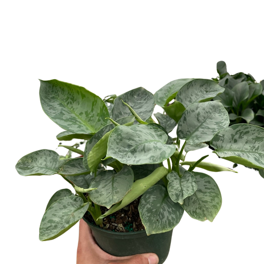 Schismatoglottis 'Sarawak' potted plant
