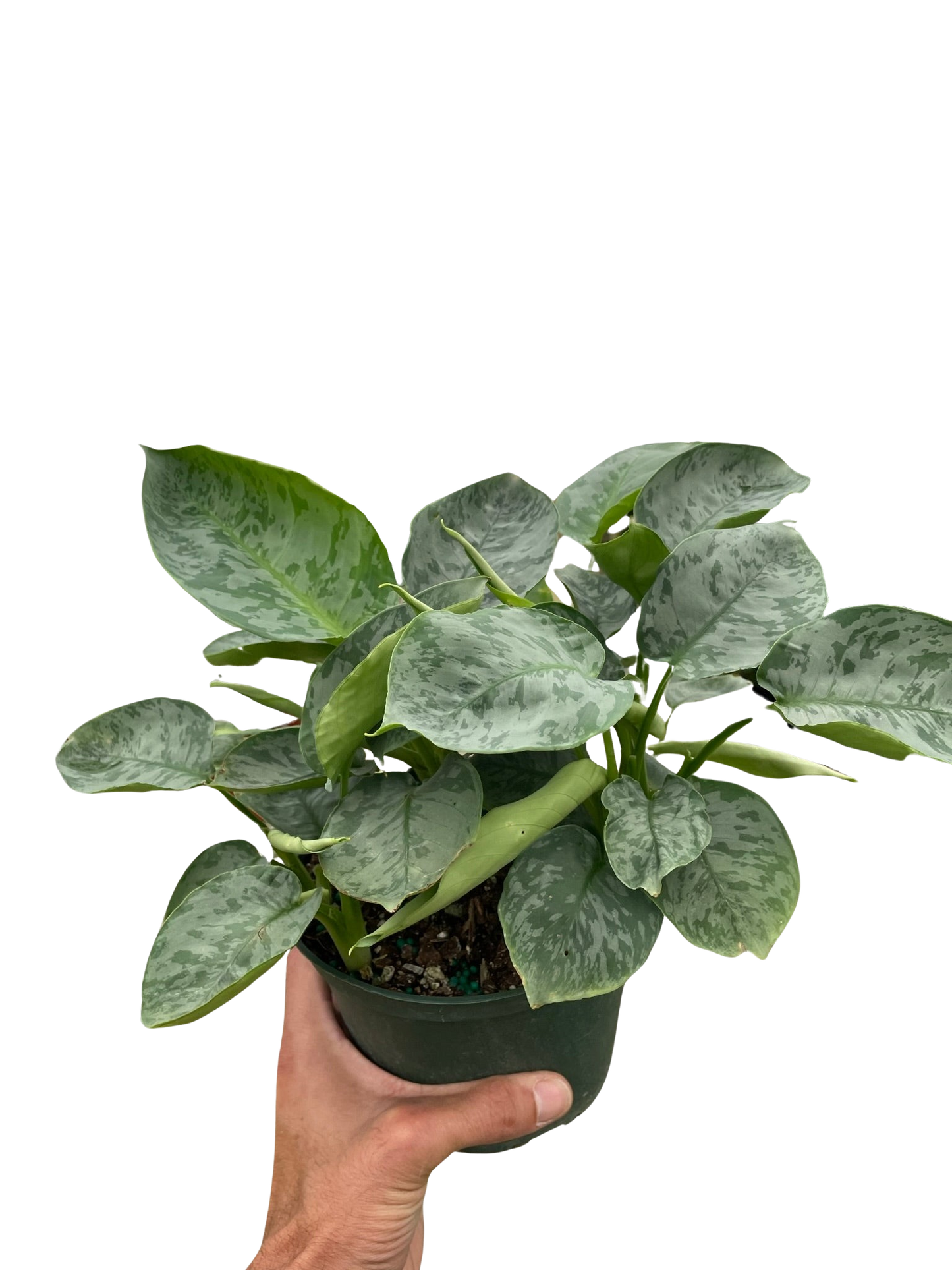 Schismatoglottis 'Sarawak' potted plant
