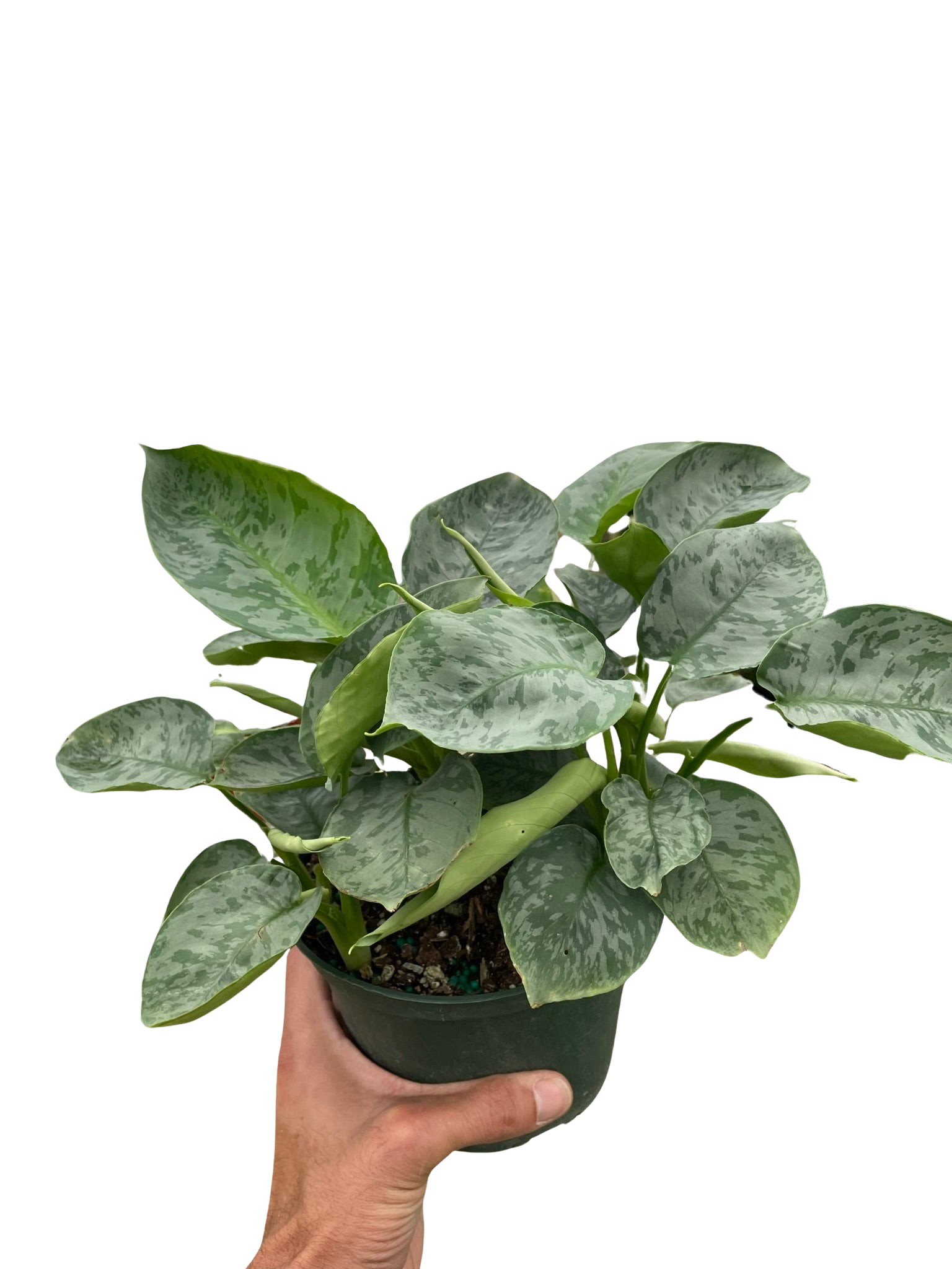Schismatoglottis 'Sarawak' potted plant