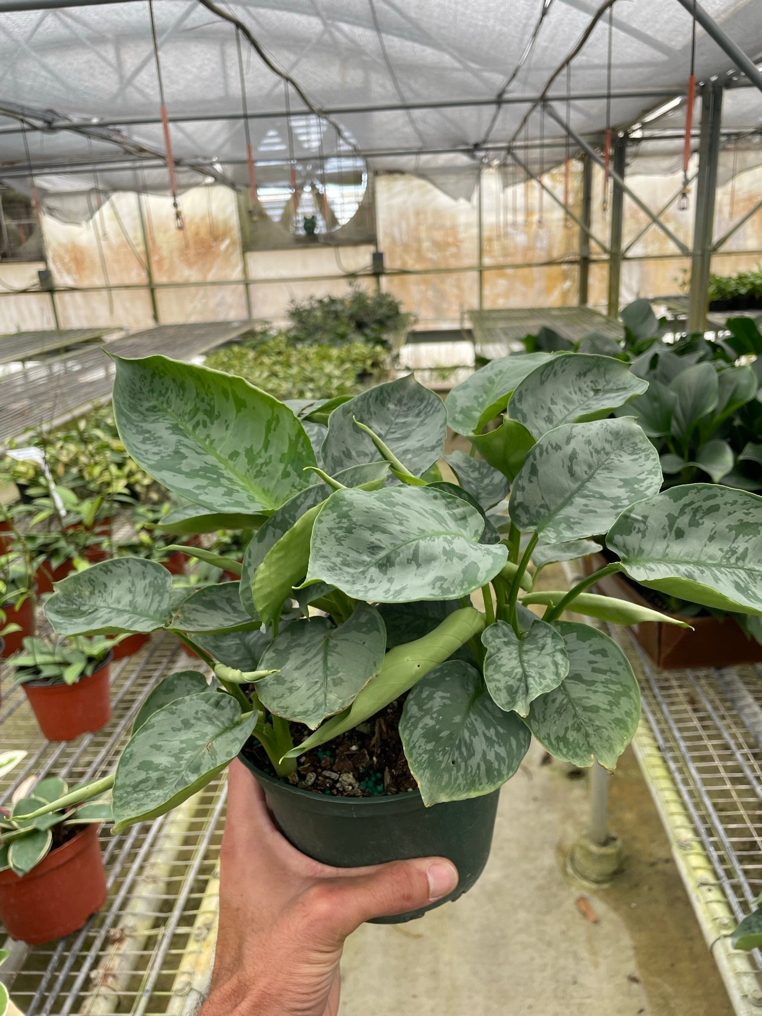 Schismatoglottis 'Sarawak' potted plant