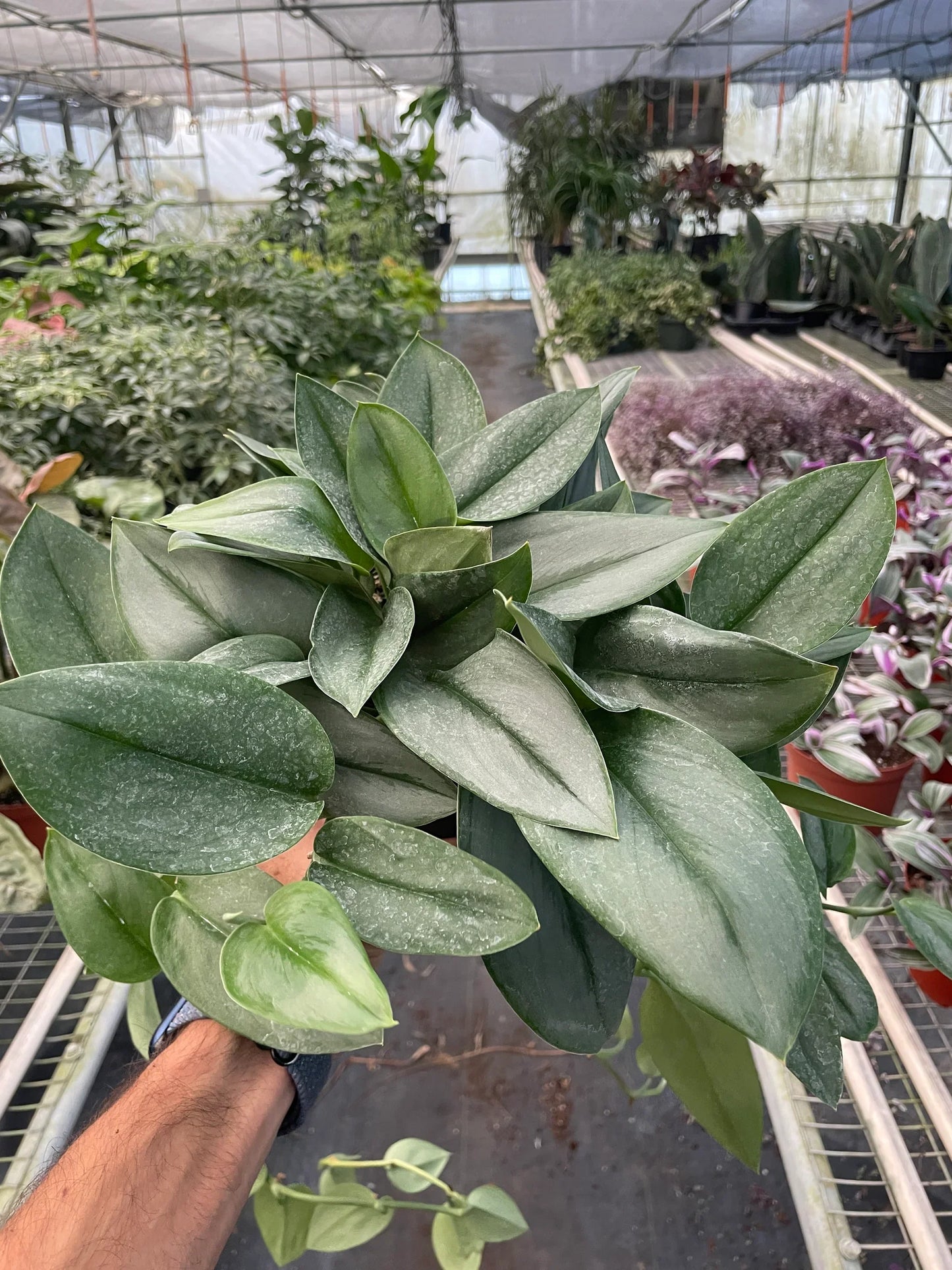 Scindapsus 'Moonlight' potted plant