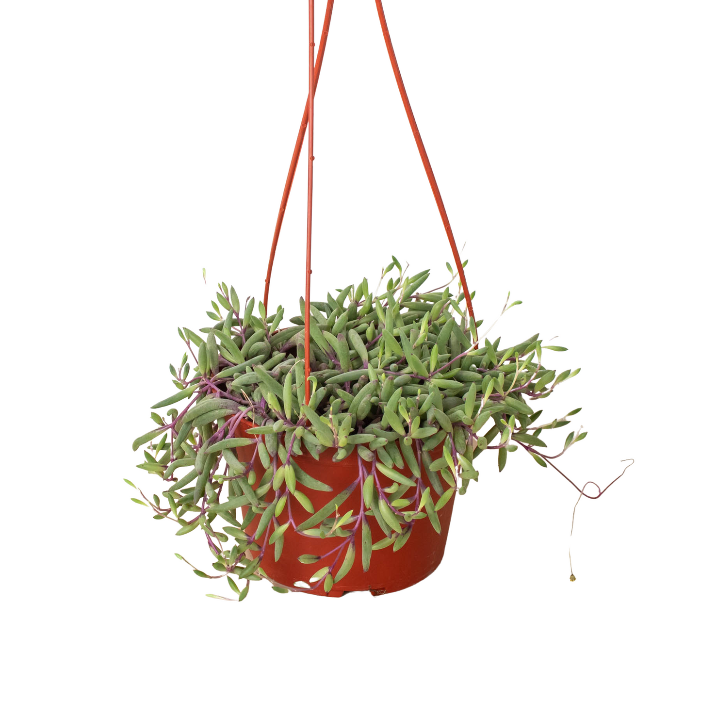 String of Rubies 6" potted plant