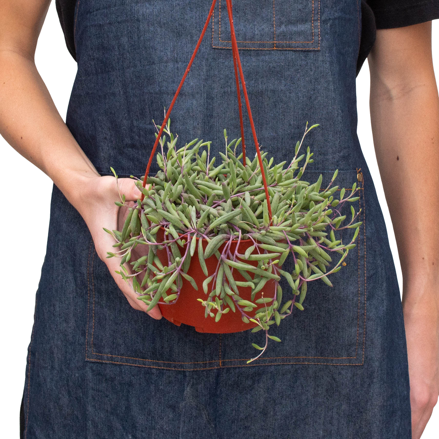 String of Rubies 6" potted plant