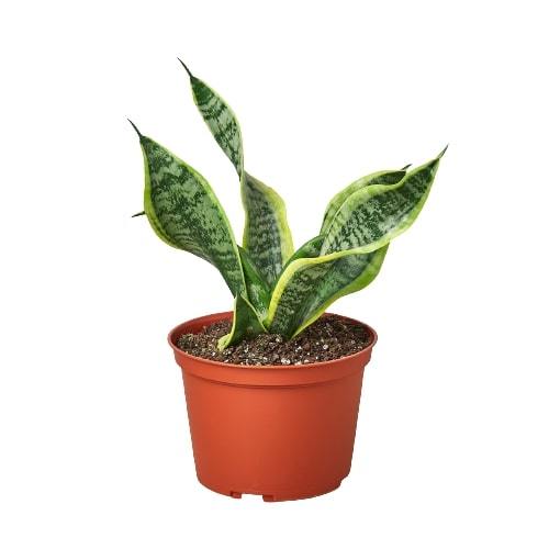 Snake Plant Twist potted plant