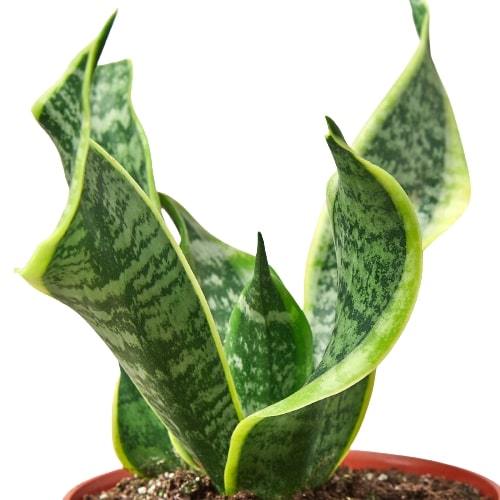 Snake Plant Twist potted plant