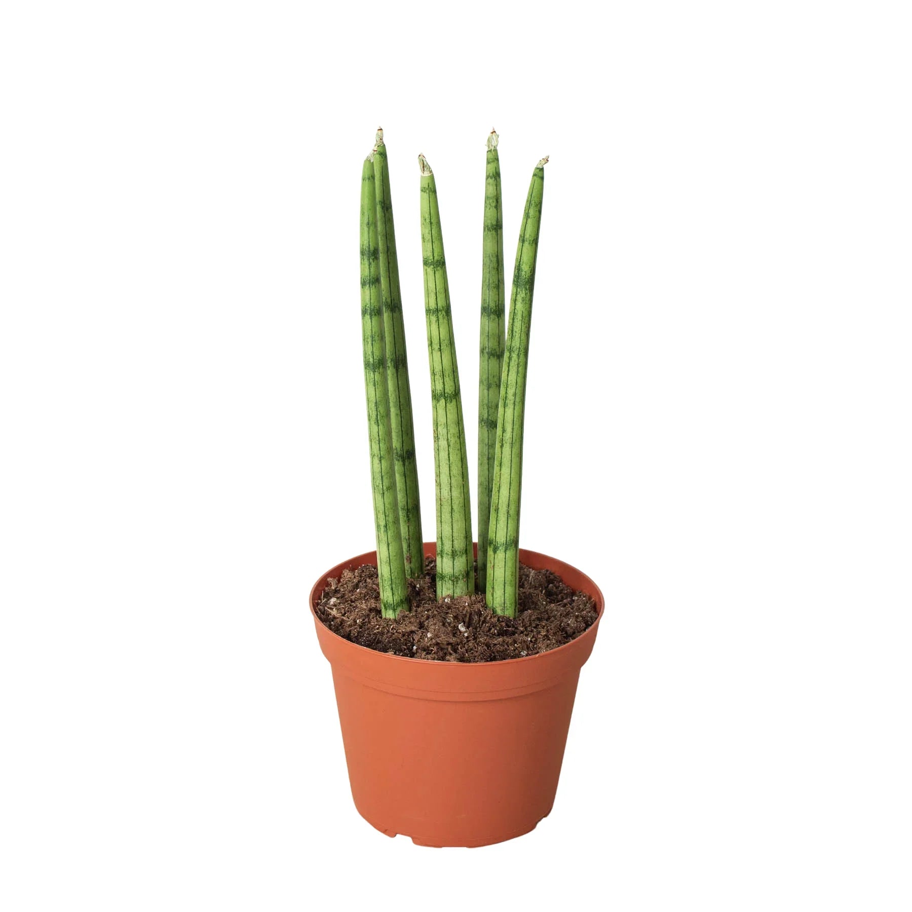 Snake Plant Cylindrica 4" potted plant