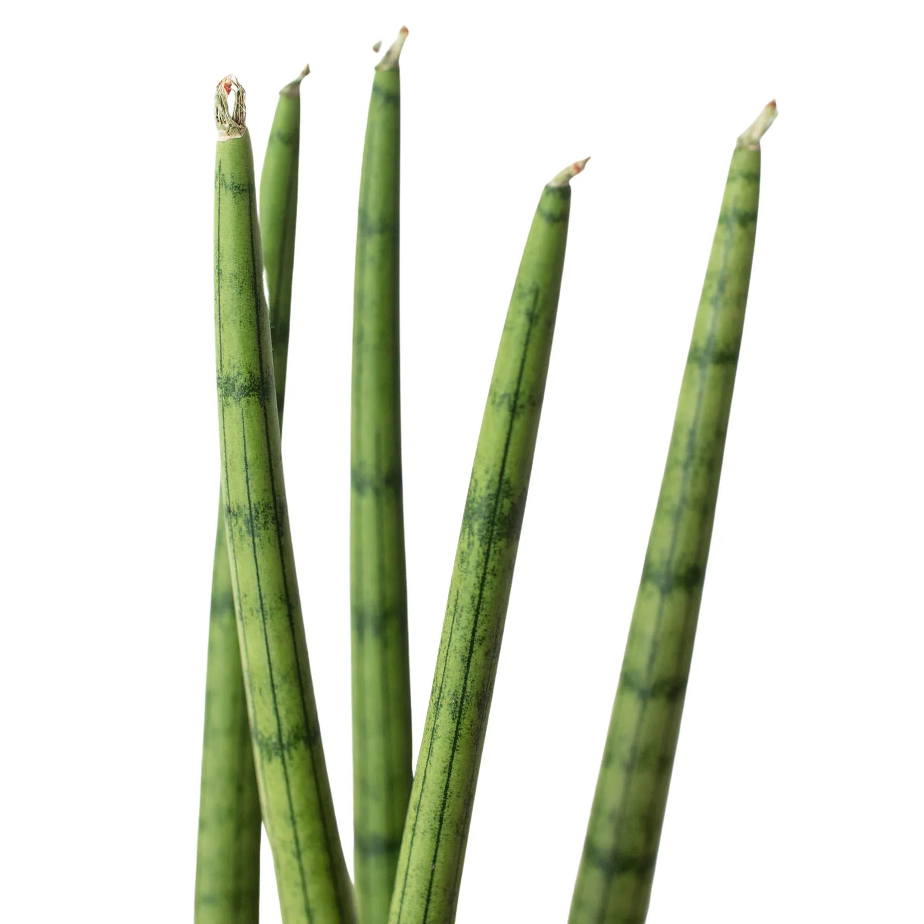 Snake Plant Cylindrica 4" potted plant