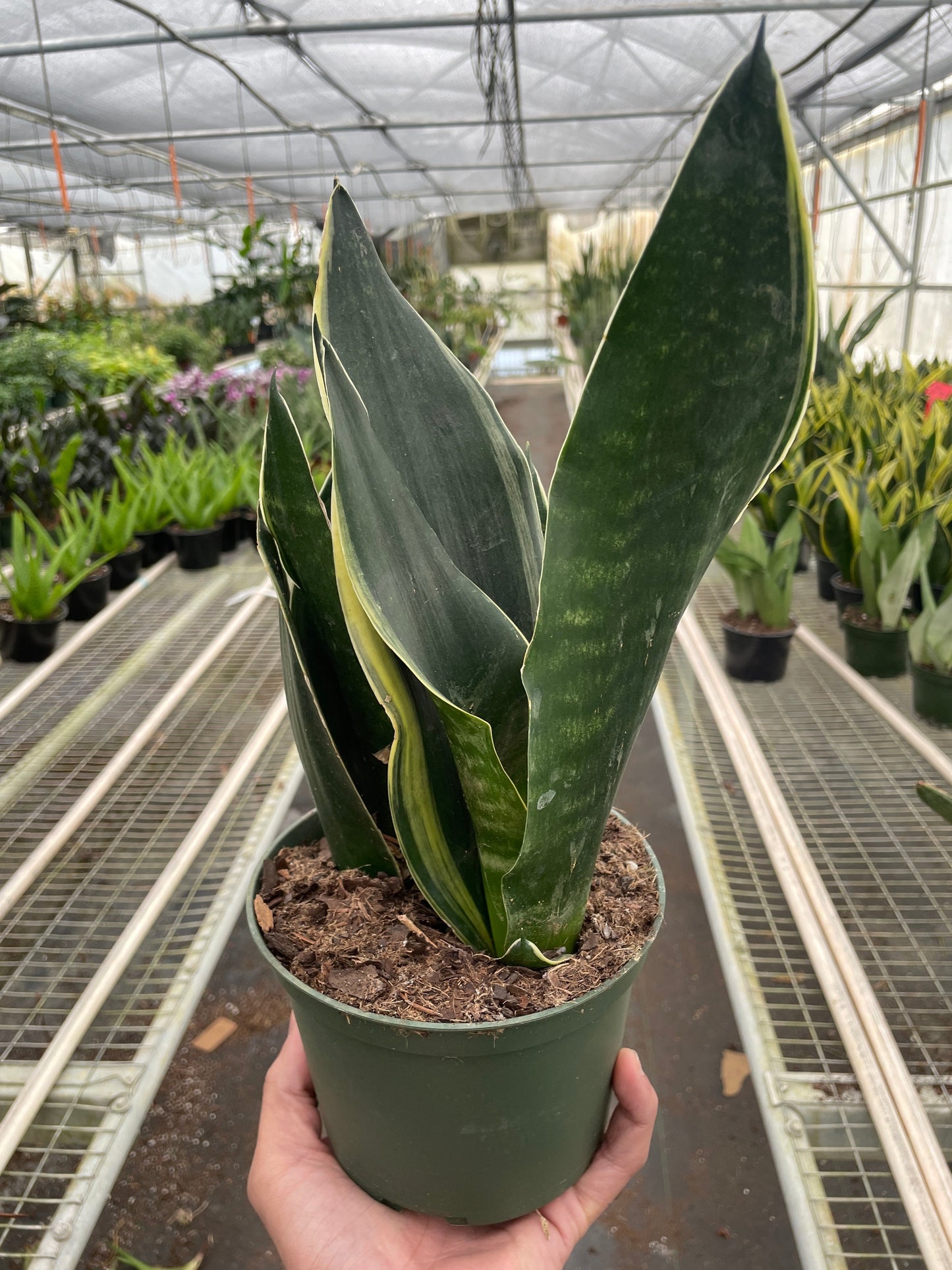 Snake 'Fabi' potted plant