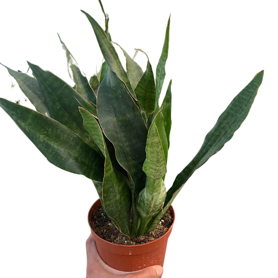 Snake Plant 'Jaboa' potted plant