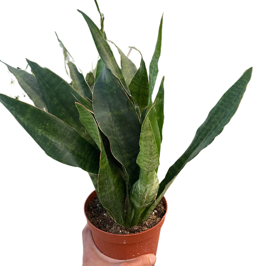 Snake Plant 'Jaboa' potted plant
