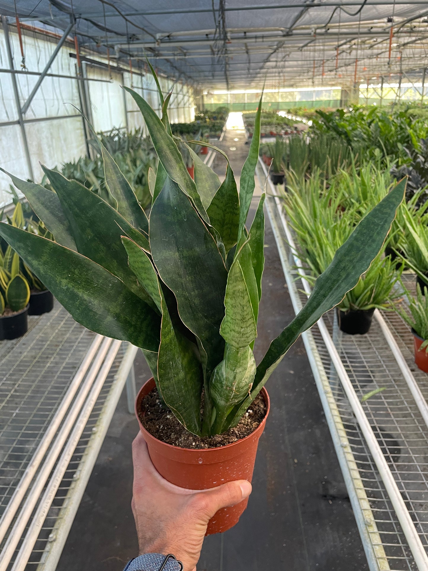Snake Plant 'Jaboa' potted plant