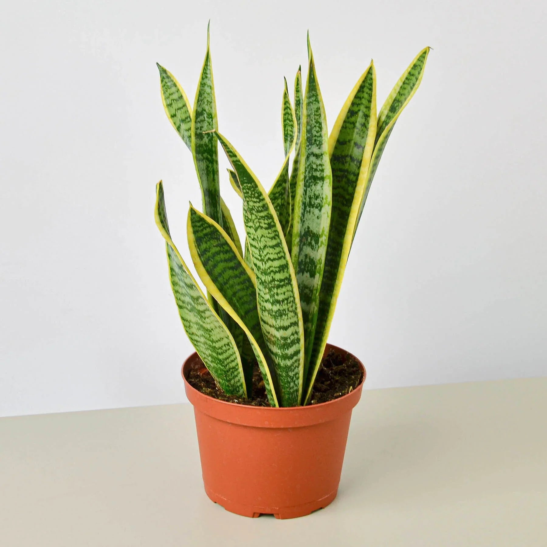 Snake Plant Laurentii 4" potted plant