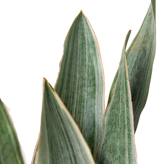 Snake Plant 'Sayuri' potted plant