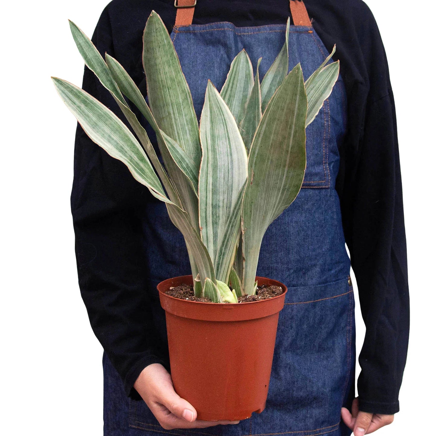 Snake Plant 'Sayuri' potted plant