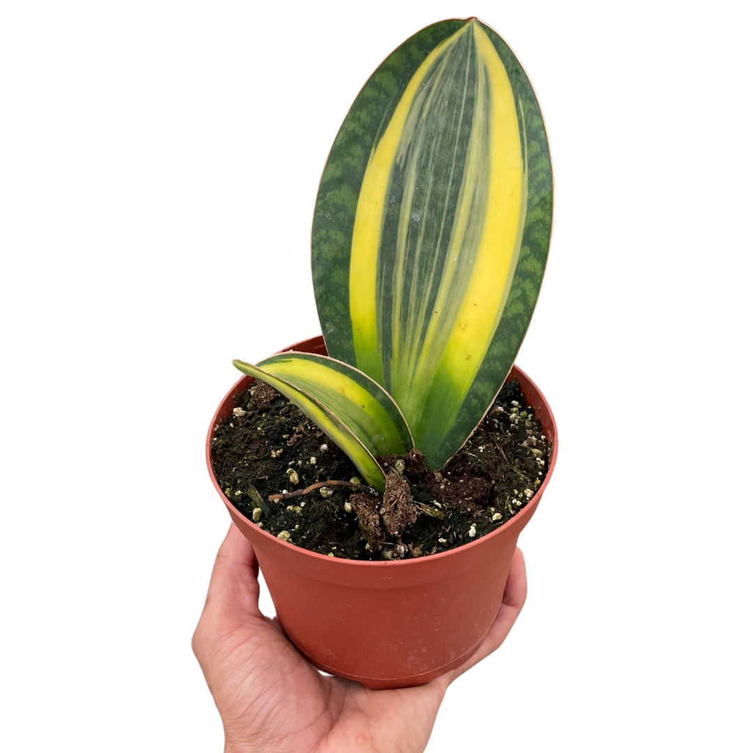 Variegated Shark Fin Snake Plant potted plant