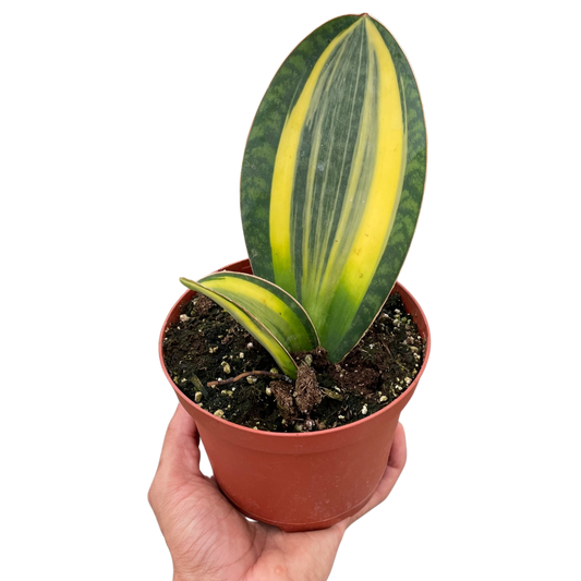 Variegated Shark Fin Snake Plant potted plant