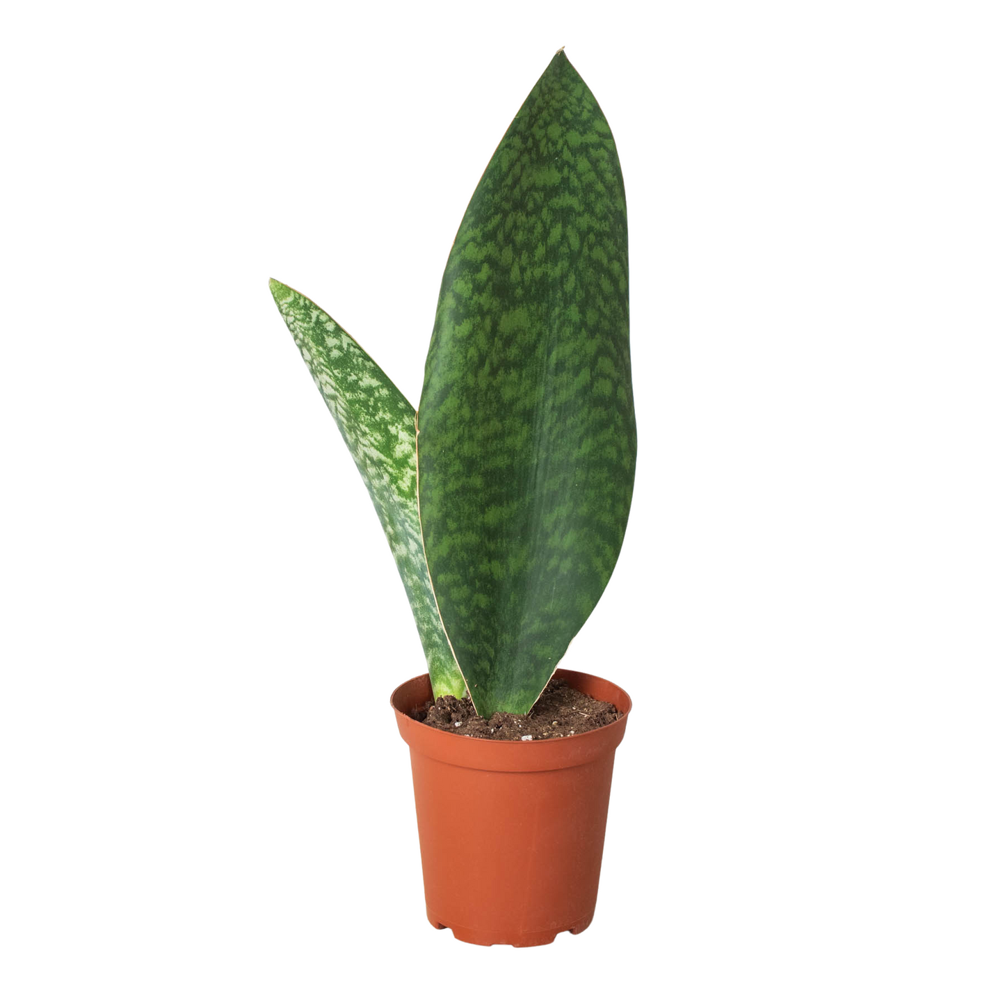 Shark Fin Snake Plant potted plant