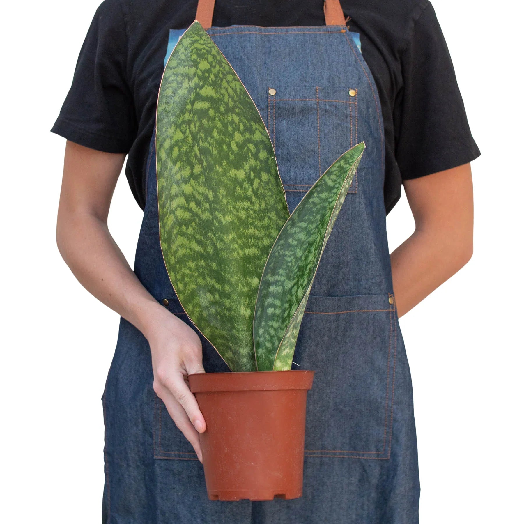 Shark Fin Snake Plant potted plant