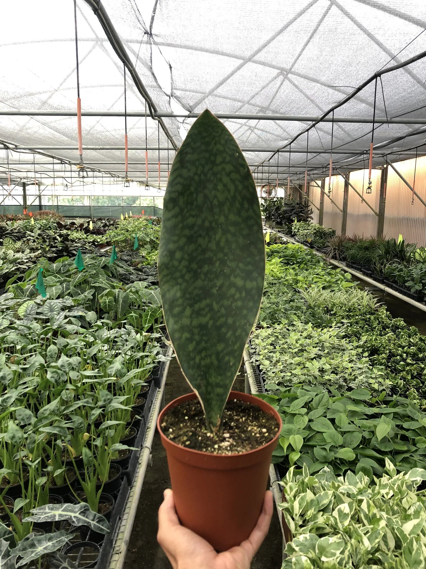 Shark Fin Snake Plant potted plant