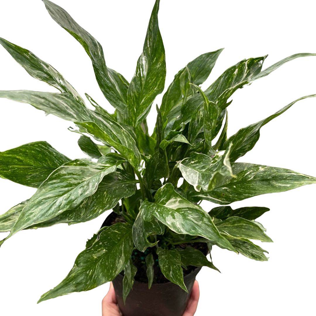 Variegated Spathiphyllum 'Domino' potted plant
