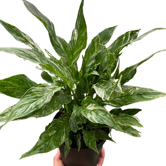 Variegated Spathiphyllum 'Domino' potted plant