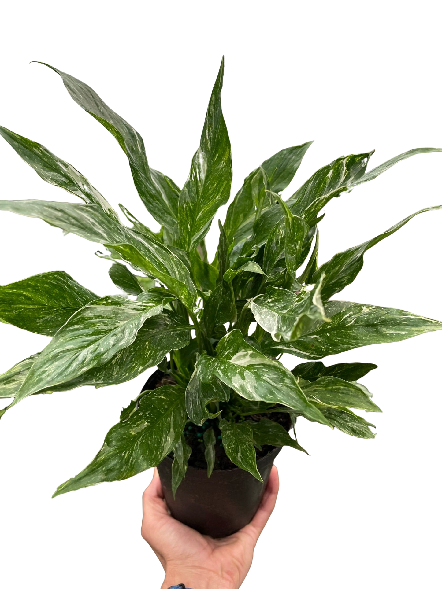 Variegated Spathiphyllum 'Domino' potted plant